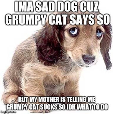 Sad puppy | IMA SAD DOG CUZ GRUMPY CAT SAYS SO; BUT MY MOTHER IS TELLING ME GRUMPY CAT SUCKS SO IDK WHAT TO DO | image tagged in sad puppy | made w/ Imgflip meme maker