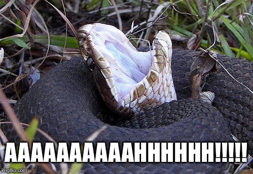 Aaahhhh | AAAAAAAAAAHHHHHH!!!!! | image tagged in memes,funny,snake | made w/ Imgflip meme maker