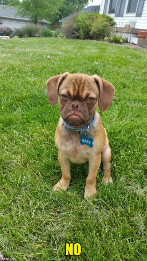 Earl The Grumpy Dog | NO | image tagged in earl the grumpy dog | made w/ Imgflip meme maker