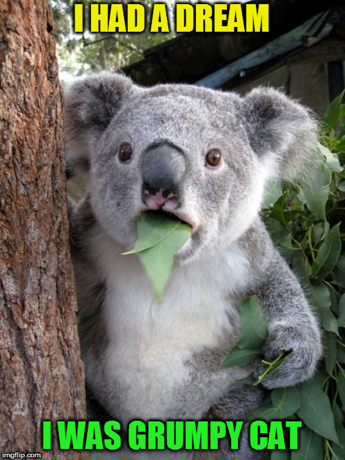 Surprised Koala Meme | I HAD A DREAM I WAS GRUMPY CAT | image tagged in memes,surprised koala | made w/ Imgflip meme maker