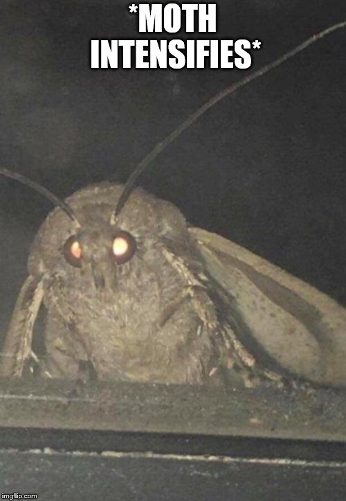 Moth | *MOTH INTENSIFIES* | image tagged in moth | made w/ Imgflip meme maker