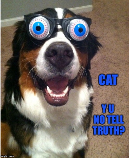 CAT Y U NO TELL TRUTH? | made w/ Imgflip meme maker