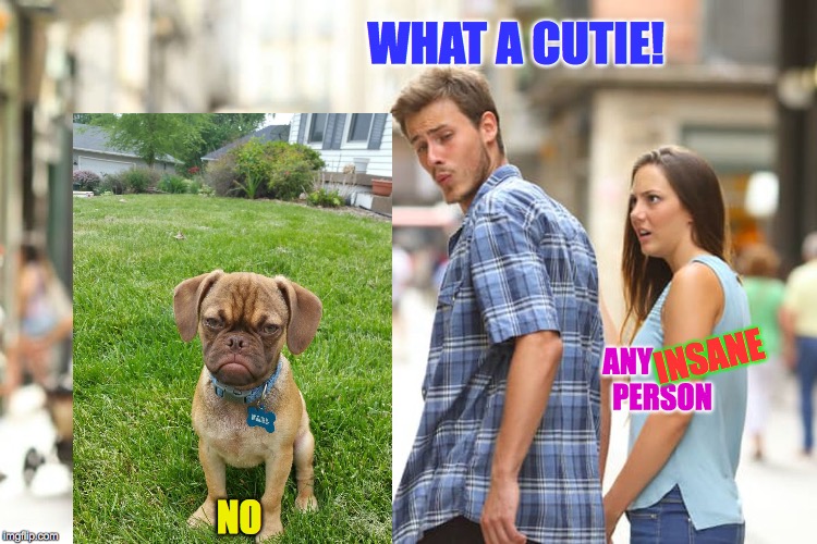 Distracted Boyfriend Meme | NO WHAT A CUTIE! ANY            PERSON INSANE | image tagged in memes,distracted boyfriend | made w/ Imgflip meme maker