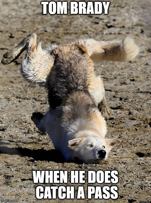 Dog stumble | TOM BRADY; WHEN HE DOES CATCH A PASS | image tagged in dog stumble | made w/ Imgflip meme maker