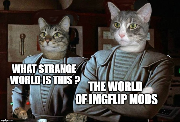 The Space Cats are baffled | WHAT STRANGE WORLD IS THIS ? THE WORLD OF IMGFLIP MODS | image tagged in cats,aint nobody got time for that,meanwhile on imgflip,space,space force | made w/ Imgflip meme maker