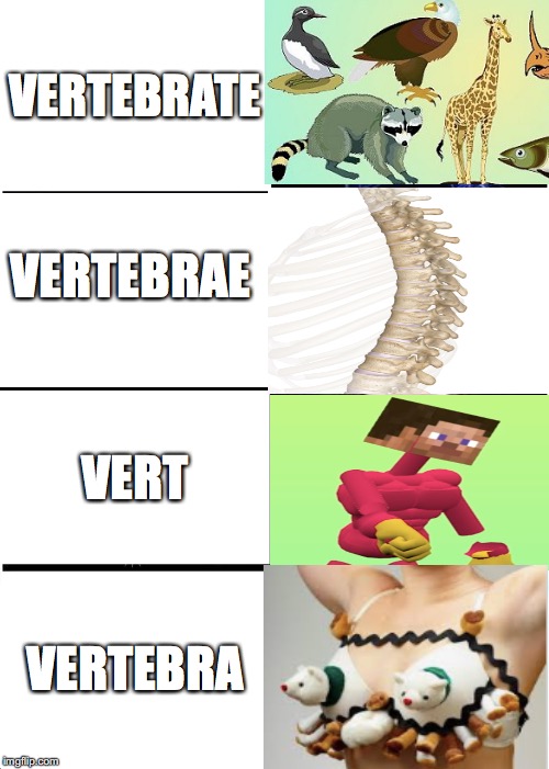 Expanding Brain | VERTEBRATE; VERTEBRAE; VERT; VERTEBRA | image tagged in memes,expanding brain | made w/ Imgflip meme maker