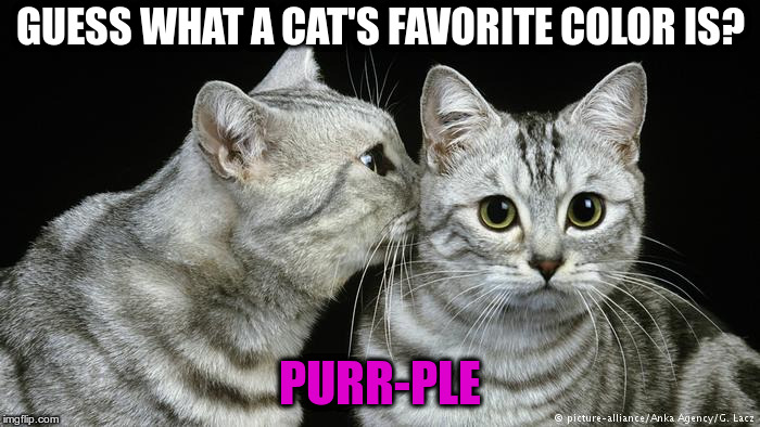 Hey you! | GUESS WHAT A CAT'S FAVORITE COLOR IS? PURR-PLE | image tagged in two cats | made w/ Imgflip meme maker