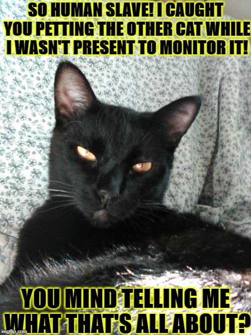 SO HUMAN SLAVE! I CAUGHT YOU PETTING THE OTHER CAT WHILE I WASN'T PRESENT TO MONITOR IT! YOU MIND TELLING ME WHAT THAT'S ALL ABOUT? | image tagged in jealous turd | made w/ Imgflip meme maker