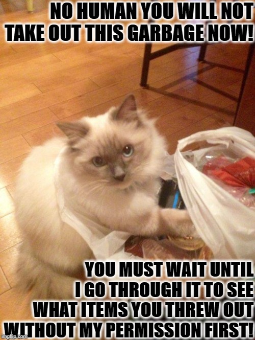 NO HUMAN YOU WILL NOT TAKE OUT THIS GARBAGE NOW! YOU MUST WAIT UNTIL I GO THROUGH IT TO SEE WHAT ITEMS YOU THREW OUT WITHOUT MY PERMISSION FIRST! | image tagged in tyrannical turd | made w/ Imgflip meme maker