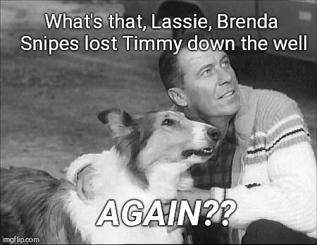  What's that, Lassie, Brenda Snipes lost Timmy down the well; AGAIN?? | image tagged in lassie,brenda snipes,florida elections | made w/ Imgflip meme maker