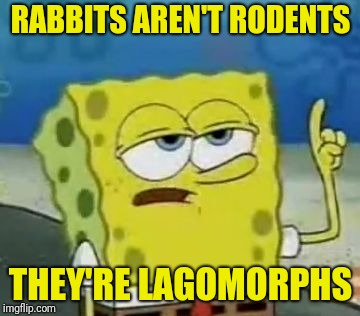 I'll Have You Know Spongebob Meme | RABBITS AREN'T RODENTS THEY'RE LAGOMORPHS | image tagged in memes,ill have you know spongebob | made w/ Imgflip meme maker