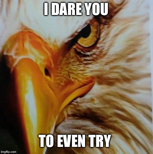 Eagle eye | I DARE YOU; TO EVEN TRY | image tagged in freedom eagle | made w/ Imgflip meme maker