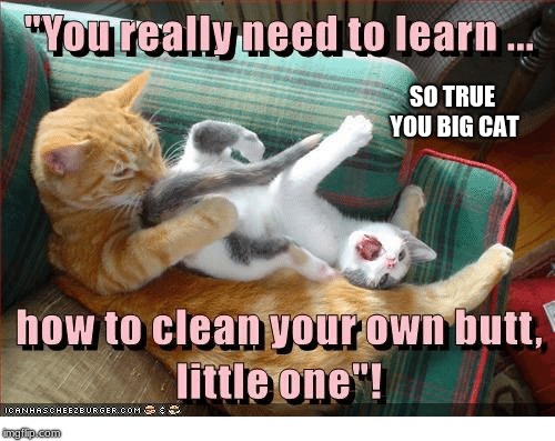 clean ur own butt | SO TRUE YOU BIG CAT | image tagged in cats,butt | made w/ Imgflip meme maker