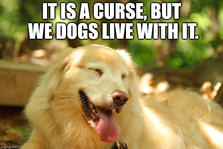 Dog laughing | IT IS A CURSE, BUT WE DOGS LIVE WITH IT. | image tagged in dog laughing | made w/ Imgflip meme maker