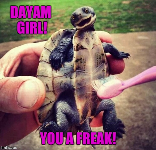 So sayeth the turtle | DAYAM GIRL! YOU A FREAK! | image tagged in turtle no4 | made w/ Imgflip meme maker