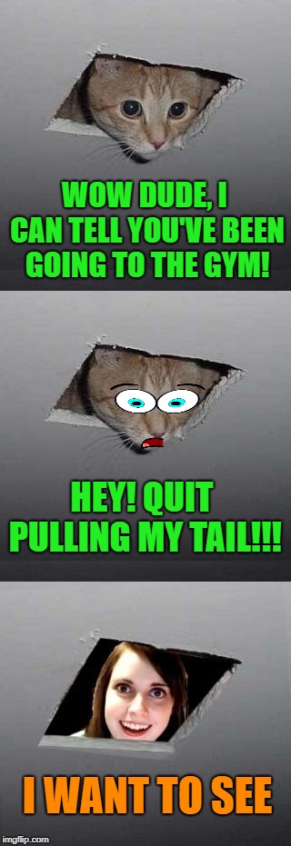 Ceiling Cat Neighbor  | WOW DUDE, I CAN TELL YOU'VE BEEN GOING TO THE GYM! HEY! QUIT PULLING MY TAIL!!! I WANT TO SEE | image tagged in funny meme,cat,ceiling cat,overly attached girlfriend | made w/ Imgflip meme maker