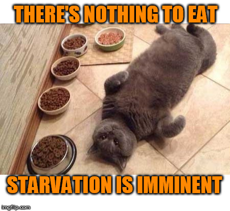 Starving here... | THERE'S NOTHING TO EAT; STARVATION IS IMMINENT | image tagged in cat memes,food,starvation,eat | made w/ Imgflip meme maker