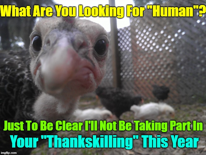 Oops I might have spooked the "Thanks Giving Dinner" | What Are You Looking For "Human"? Just To Be Clear I'll Not Be Taking Part In; Your "Thankskilling" This Year | image tagged in suspicious turkey,thanksgiving,happy thanksgiving,memes,turkey,stuff turkey | made w/ Imgflip meme maker