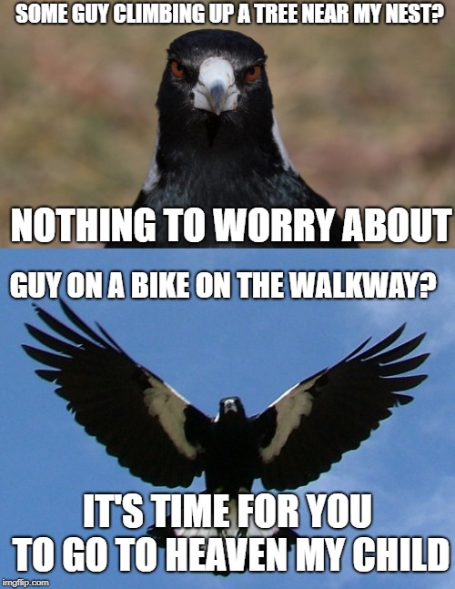 Magpie/Australia Logic | SOME GUY CLIMBING UP A TREE NEAR MY NEST? NOTHING TO WORRY ABOUT; GUY ON A BIKE ON THE WALKWAY? IT'S TIME FOR YOU TO GO TO HEAVEN MY CHILD | image tagged in magpie,australia,birds,logic | made w/ Imgflip meme maker