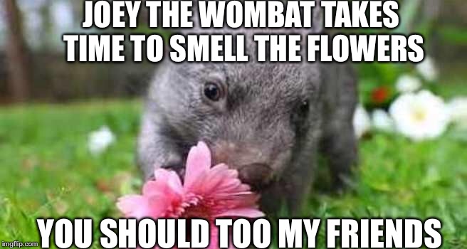 Joey the Wombat | JOEY THE WOMBAT TAKES TIME TO SMELL THE FLOWERS; YOU SHOULD TOO MY FRIENDS | image tagged in cute,i love the smell of napalm in the morning,relax | made w/ Imgflip meme maker