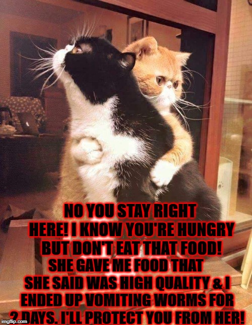 NO YOU STAY RIGHT HERE! I KNOW YOU'RE HUNGRY BUT DON'T EAT THAT FOOD! SHE GAVE ME FOOD THAT SHE SAID WAS HIGH QUALITY & I ENDED UP VOMITING WORMS FOR 2 DAYS. I'LL PROTECT YOU FROM HER! | image tagged in stinky human | made w/ Imgflip meme maker