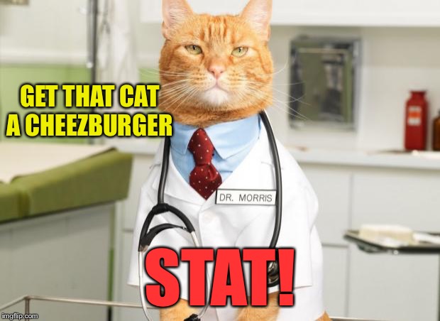 GET THAT CAT A CHEEZBURGER STAT! | made w/ Imgflip meme maker