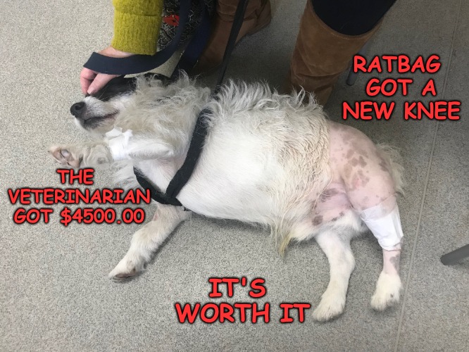 Ratbags New Knee | RATBAG GOT A NEW KNEE; THE VETERINARIAN GOT $4500.00; IT'S WORTH IT | image tagged in cute dogs | made w/ Imgflip meme maker