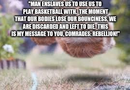 ball cats | "MAN ENSLAVES US TO USE US TO PLAY BASKETBALL WITH.  THE MOMENT THAT OUR BODIES LOSE OUR BOUNCINESS, WE ARE DISCARDED AND LEFT TO DIE.  THIS IS MY MESSAGE TO YOU, COMRADES: REBELLION!" | image tagged in ball cats | made w/ Imgflip meme maker