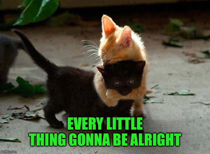 kitten hug | EVERY LITTLE THING GONNA BE ALRIGHT | image tagged in kitten hug | made w/ Imgflip meme maker