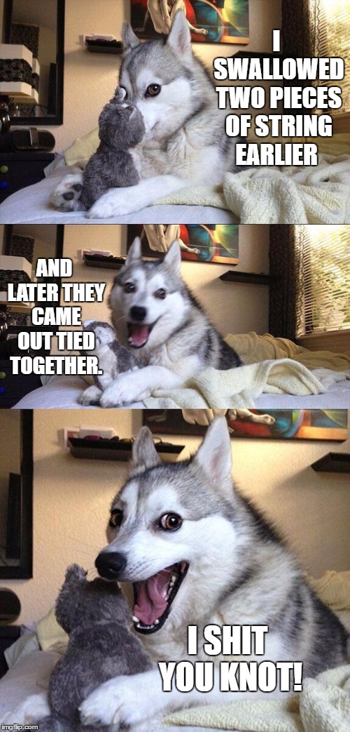 Bad Pun Dog | I SWALLOWED TWO PIECES OF STRING EARLIER; AND LATER THEY CAME OUT TIED TOGETHER. I SHIT YOU KNOT! | image tagged in memes,bad pun dog,random,swallow | made w/ Imgflip meme maker