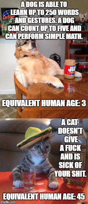 Dog vs cat. I own them both and no, I can't back this up with facts | A DOG IS ABLE TO LEARN UP TO 250 WORDS AND GESTURES. A DOG CAN COUNT UP TO FIVE AND CAN PERFORM SIMPLE MATH. EQUIVALENT HUMAN AGE: 3; A CAT DOESN'T  GIVE A FUCK AND IS SICK OF YOUR SHIT. EQUIVALENT HUMAN AGE: 45 | image tagged in grumpy cat,cat,dog,random | made w/ Imgflip meme maker