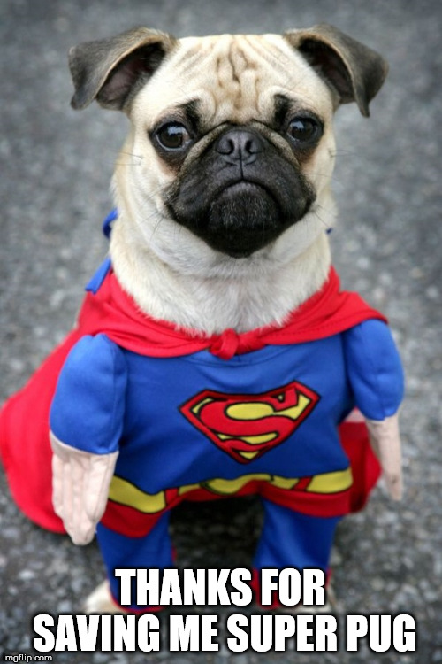 Pugman is cute | THANKS FOR SAVING ME SUPER PUG | image tagged in hay dere pretty lady super pug is here to save you with derpyne,superheroes | made w/ Imgflip meme maker