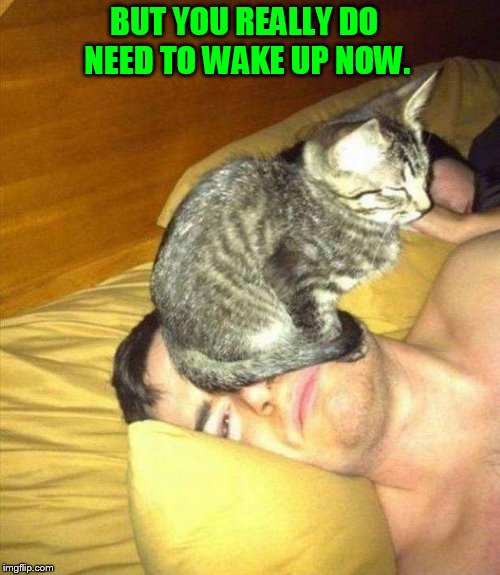 BUT YOU REALLY DO NEED TO WAKE UP NOW. | made w/ Imgflip meme maker