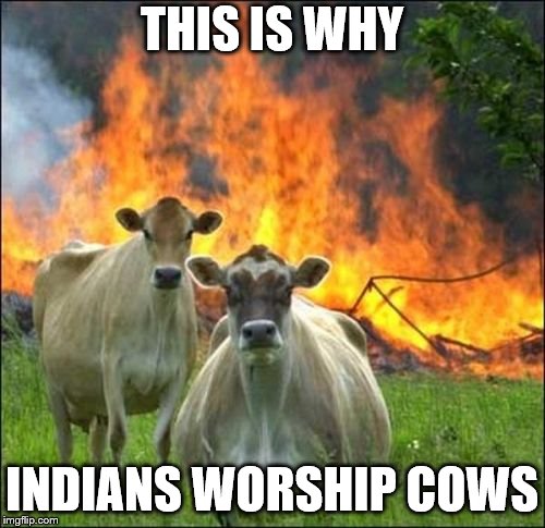 Evil Cows Meme | THIS IS WHY; INDIANS WORSHIP COWS | image tagged in memes,evil cows | made w/ Imgflip meme maker