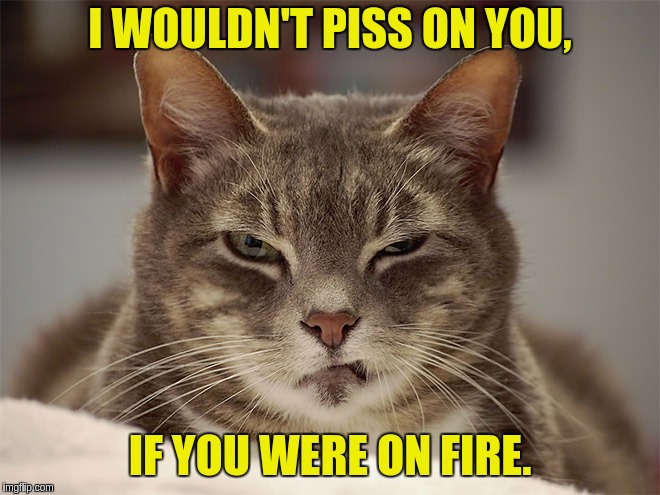 Angry Cat | I WOULDN'T PISS ON YOU, IF YOU WERE ON FIRE. | image tagged in angry cat | made w/ Imgflip meme maker