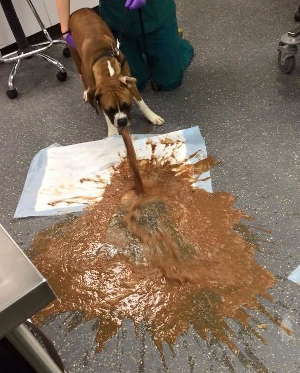 High Quality Dog Puking Blank Meme Template