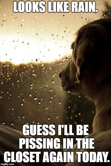 When your dog doesn't like the rain | LOOKS LIKE RAIN. GUESS I'LL BE PISSING IN THE CLOSET AGAIN TODAY. | image tagged in dog,funny,funny memes,funny meme | made w/ Imgflip meme maker