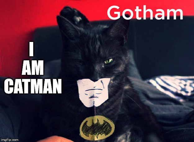 Cute costume. | I AM CATMAN | image tagged in memes,cat,batman,costume,cute | made w/ Imgflip meme maker