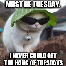 Funny animals | MUST BE TUESDAY. I NEVER COULD GET THE HANG OF TUESDAYS | image tagged in funny animals | made w/ Imgflip meme maker