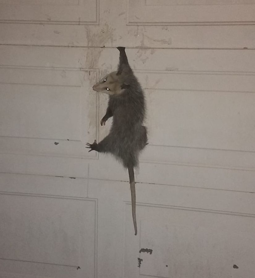 High Quality Busted Possum Blank Meme Template