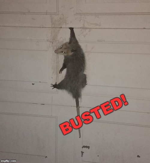 Busted Possum | BUSTED! | image tagged in busted possum | made w/ Imgflip meme maker
