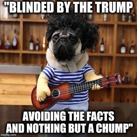 Hate for Trump is all they have | "BLINDED BY THE TRUMP; AVOIDING THE FACTS AND NOTHING BUT A CHUMP" | image tagged in ukelele pug,blinded by the light,facts,we don't do that here,partisanship,not really | made w/ Imgflip meme maker