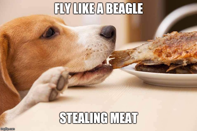 Fly like a Beagle |  FLY LIKE A BEAGLE; STEALING MEAT | image tagged in beagle stealing meat,fly,eagle,beagle,dog,yum | made w/ Imgflip meme maker