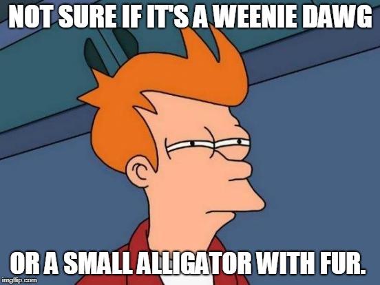 Futurama Fry | NOT SURE IF IT'S A WEENIE DAWG; OR A SMALL ALLIGATOR WITH FUR. | image tagged in memes,futurama fry,nixieknox | made w/ Imgflip meme maker