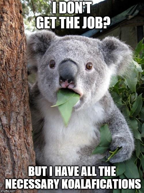 Surprised Koala |  I DON'T GET THE JOB? BUT I HAVE ALL THE NECESSARY KOALAFICATIONS | image tagged in memes,surprised koala | made w/ Imgflip meme maker
