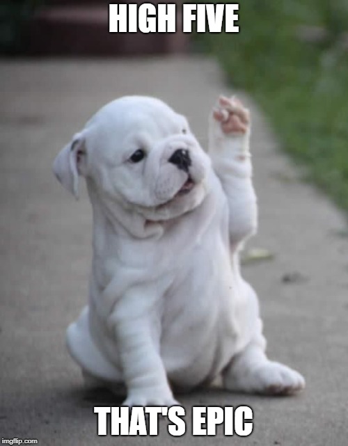 Puppy High Five  | HIGH FIVE THAT'S EPIC | image tagged in puppy high five | made w/ Imgflip meme maker