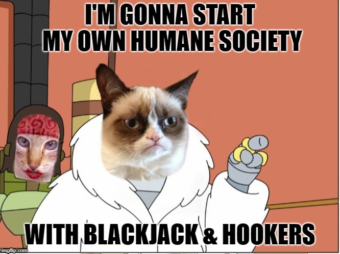 Gimme Shelter | I'M GONNA START MY OWN HUMANE SOCIETY; WITH BLACKJACK & HOOKERS | image tagged in funny memes,cat,cat memes,grumpy cat,bender blackjack and hookers | made w/ Imgflip meme maker