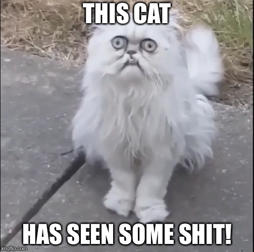 If you had seen what this cat has seen | THIS CAT; HAS SEEN SOME SHIT! | image tagged in crazy cat,wierd eyes,memes | made w/ Imgflip meme maker