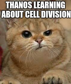 perplexed cat | THANOS LEARNING ABOUT CELL DIVISION | image tagged in perplexed cat | made w/ Imgflip meme maker