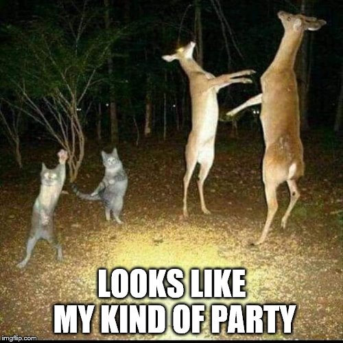 LOOKS LIKE MY KIND OF PARTY | image tagged in funny,deer,party | made w/ Imgflip meme maker